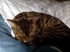 Easily Removing Cat Hair from Bedding  - tabby cat on the bed