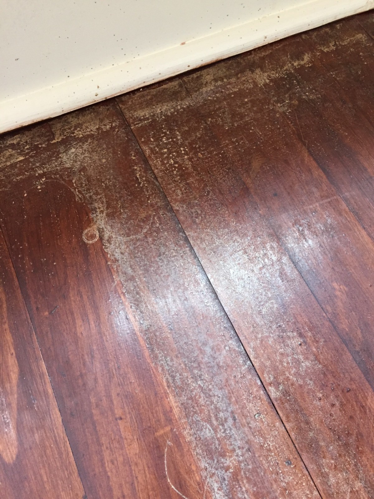 Bug Spray Left Yellow Spots On Hardwood Floor Thriftyfun