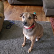 What Breed Is My Dog? - tan dog with darker markings