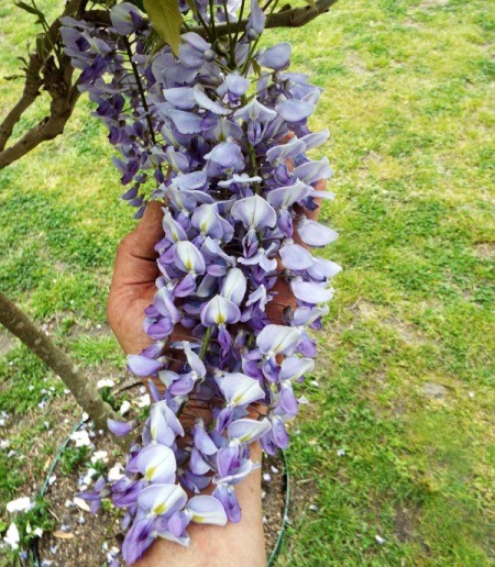Another Wisteria Photo - beautiful wisteria flower