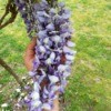 Another Wisteria Photo - beautiful wisteria flower