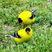 Goldfinches Feasting On Poa Seed - two make goldfinches eating grass seed