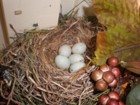 Bird eggs in a nest.