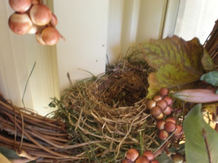 Bird eggs in a nest.