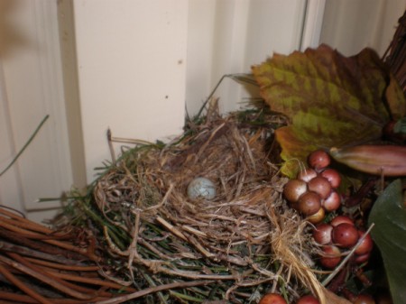 Bird eggs in a nest.