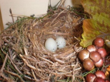 Bird eggs in a nest.