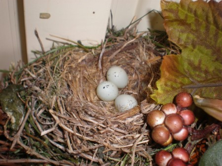 Bird eggs in a nest.