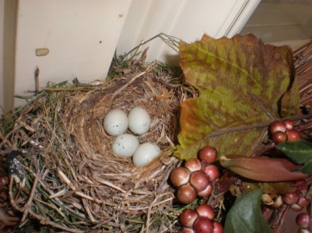Bird eggs in a nest.