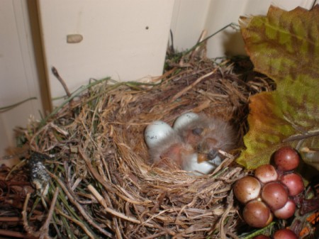 Baby birds in a nest.