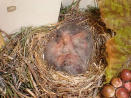 Baby birds in a nest.