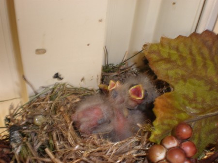 Baby birds in a nest.