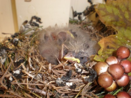 Baby birds in a nest.