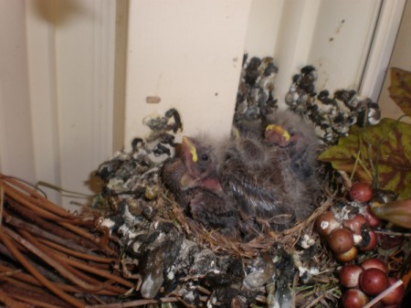 Baby birds in a nest.