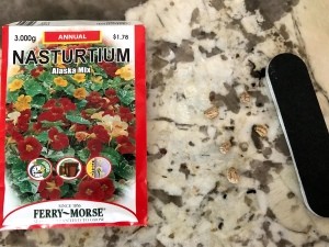 File Flower Seeds to Help Sprouting - packet of nasturtium seed and a nail file