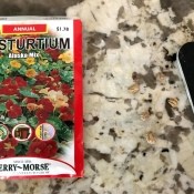File Flower Seeds to Help Sprouting - packet of nasturtium seed and a nail file