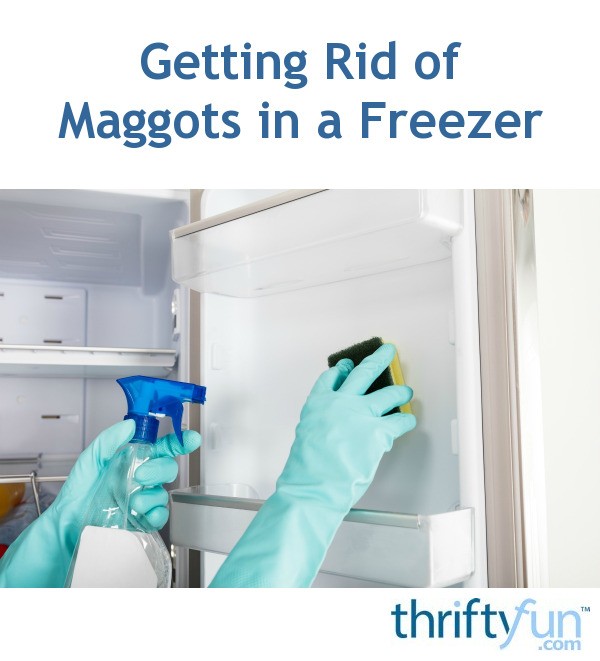 Getting Rid Of Maggots In A Freezer Thriftyfun
