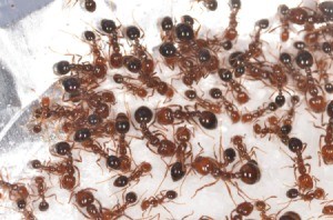 Ants climbing on borax.