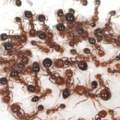 Ants climbing on borax.