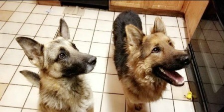 Best Food for a Skinny German Shepherd - two Shepherds