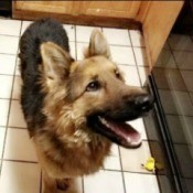 Best Food for a Skinny German Shepherd - two Shepherds