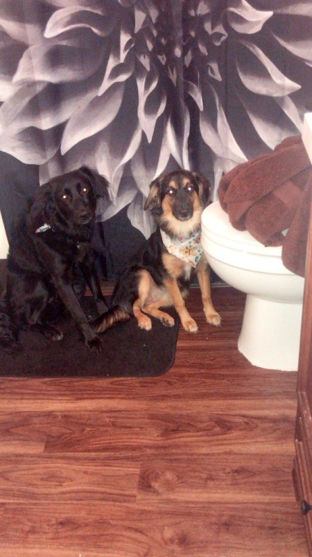 Problems House Training a New Puppy - dogs in bathroom