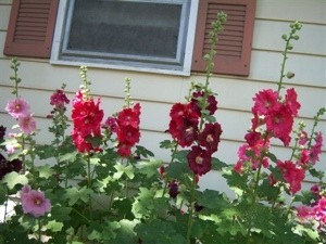 Red and pink Hollyhocks.