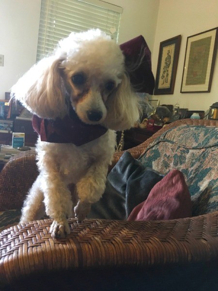 Jazz (Toy Poodle) - white Poodle wearing a scarf standing on a rattan couch