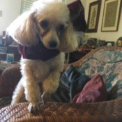 Jazz (Toy Poodle) - white Poodle wearing a scarf standing on a rattan couch