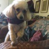 Jazz (Toy Poodle) - white Poodle wearing a scarf standing on a rattan couch