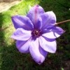 Clematis 'Elsa Spath' - light purple clematis bloom