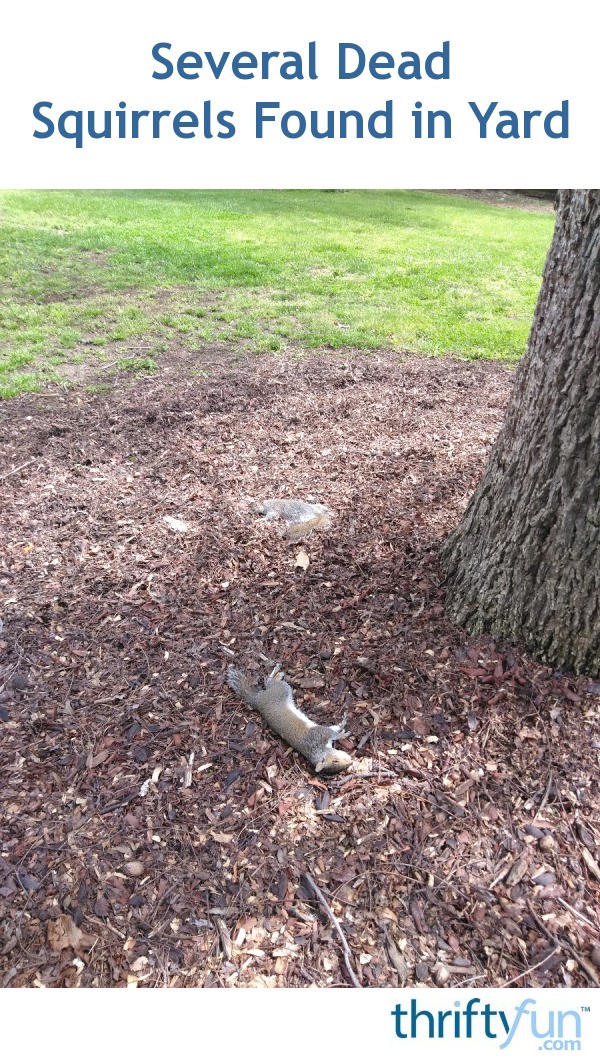 Cause Of Dead Squirrels In Your Yard? | ThriftyFun