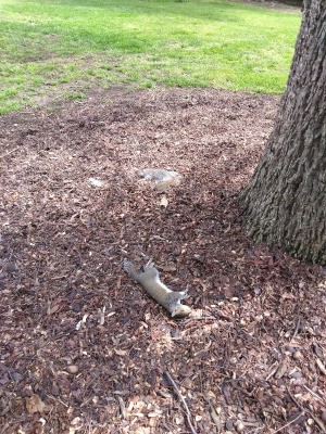 Several Dead Squirrels Found in Yard - dead grey squirrel