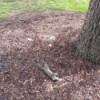 Several Dead Squirrels Found in Yard - dead grey squirrel