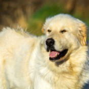 Great Pyrenees outside in the sun.