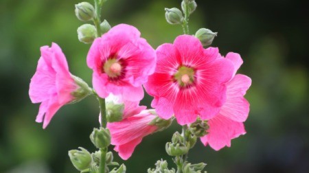Closeup of a pink Hollyhock.