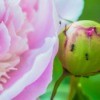 Ants on Peony Blossoms.