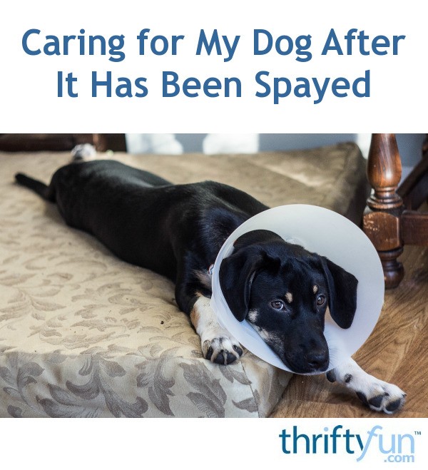 How To Take Care Of A Dog After Being Spayed : My puppy has a lump