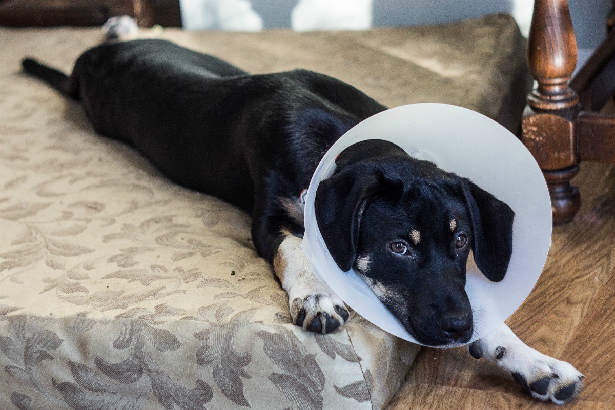 Caring For My Dog After It Has Been Spayed ThriftyFun