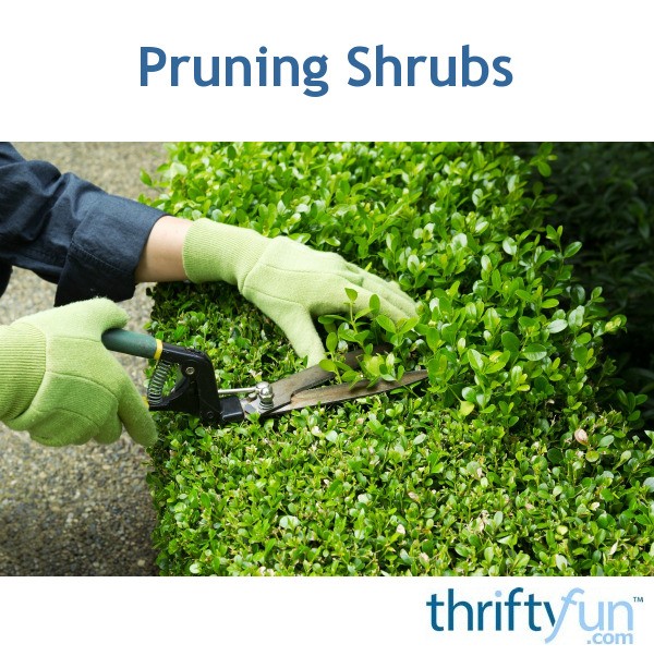 Shrubs that don t need pruning, Molino FL