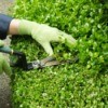 Gloved hands pruning a shrub.