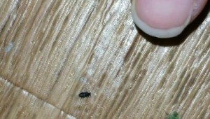 Identifying a Household Bug - tiny bug