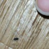 Identifying a Household Bug - tiny bug