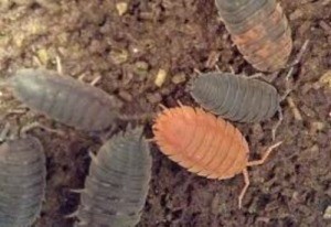 Determining the Gender of My Sow Bug? - an orange sow bug with gray ones