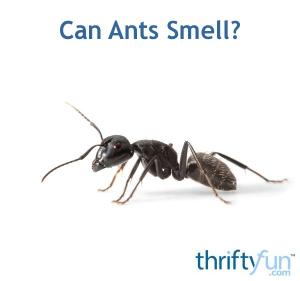 Can Ants Smell? ThriftyFun