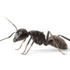 Close-up of ant on white background.