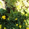 Yellow In My Garden - yellow flowers including pansies