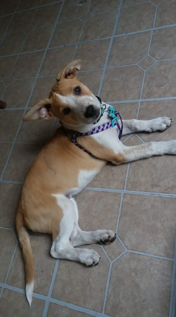 What Breed Is My Dog? ThriftyFun