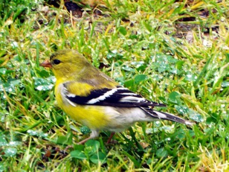 The Beautiful Female Goldfinch - female in the grass
