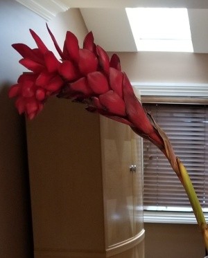 Identifying a Flower - multi-petal red flower spray on long stem