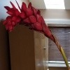 Identifying a Flower - multi-petal red flower spray on long stem